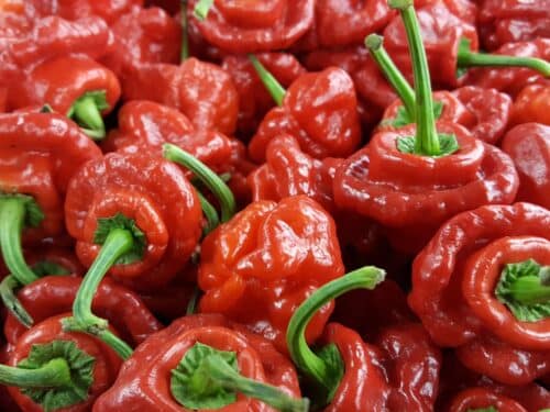 Scotch Bonnet Pepper