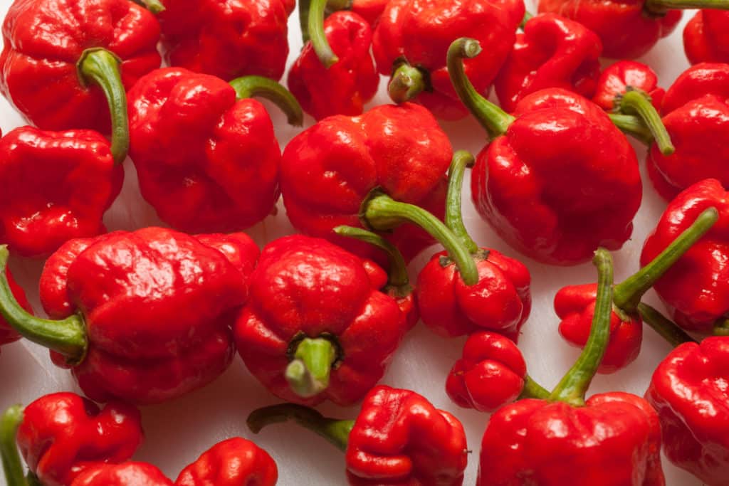 scorpion pepper