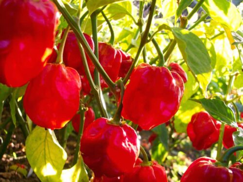 Red Savina Habanero