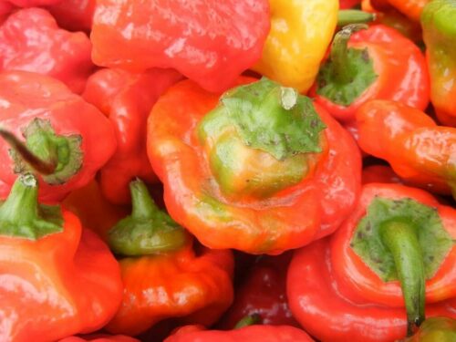 Rocotillo Pepper