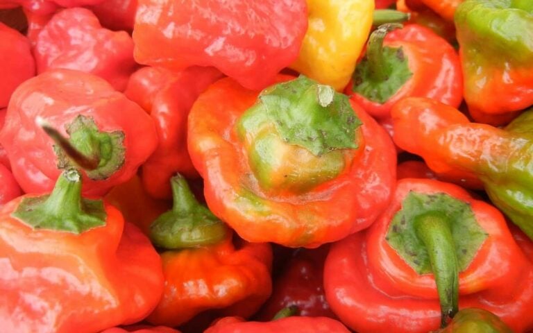 rocotillo pepper