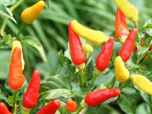Tabasco Pepper