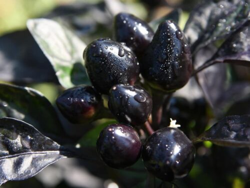 Black Pearl Pepper