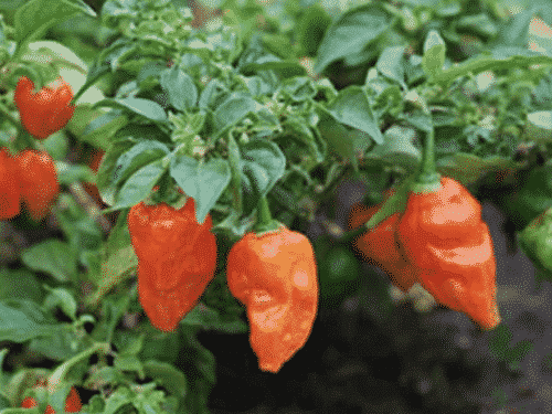 Infinity Pepper