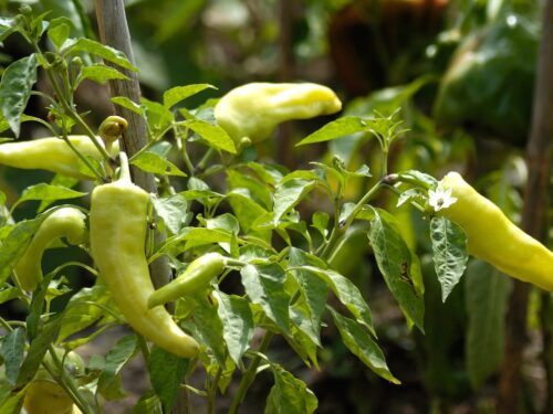Cubanelle Pepper