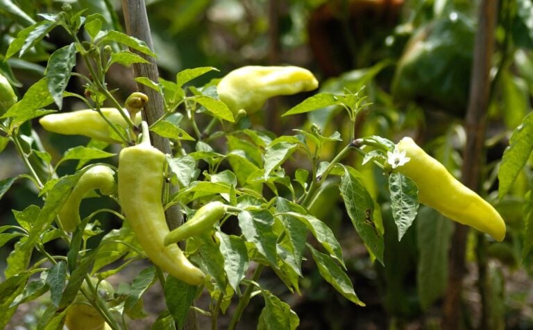 cubanelle pepper
