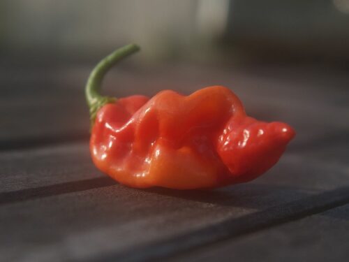 Datil Pepper