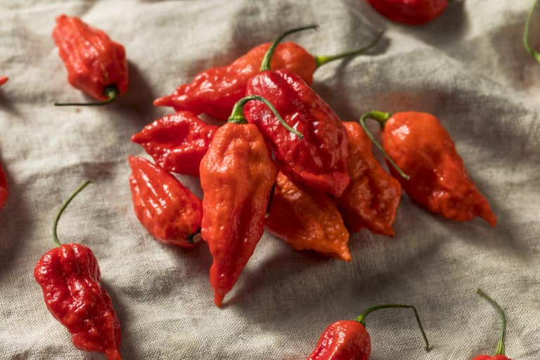 Ghost Pepper vs Jalapeno