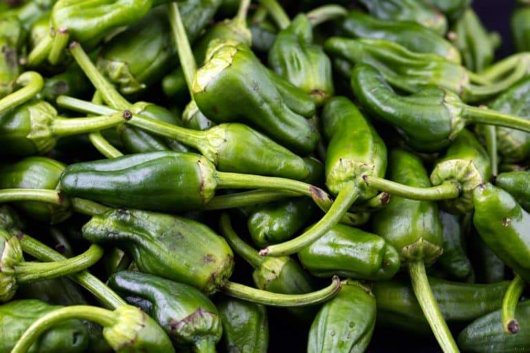 Padron Pepper