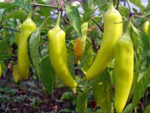 Banana Pepper