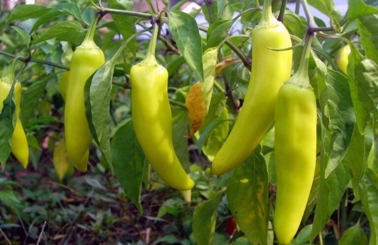 banana pepper