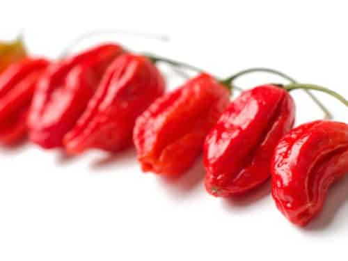 Naga Morich