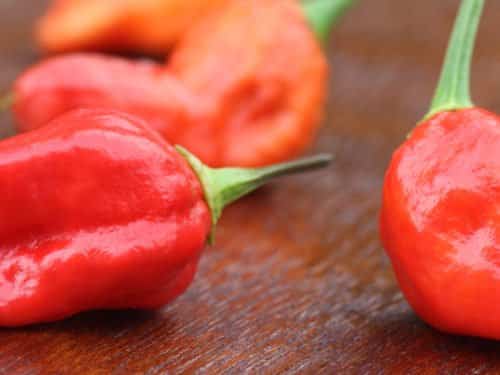 Dorset Naga