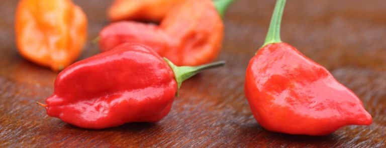 Dorset Naga