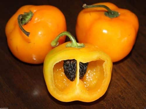 Manzano Pepper