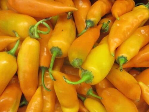 Aji Amarillo