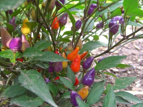 Bolivian Rainbow Pepper