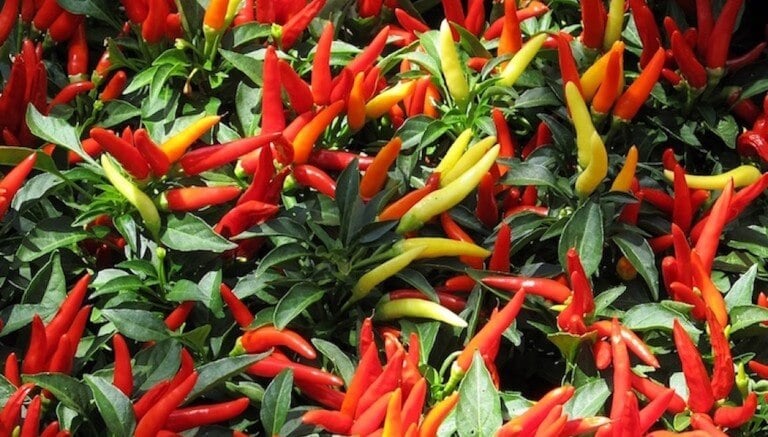 Medusa Pepper