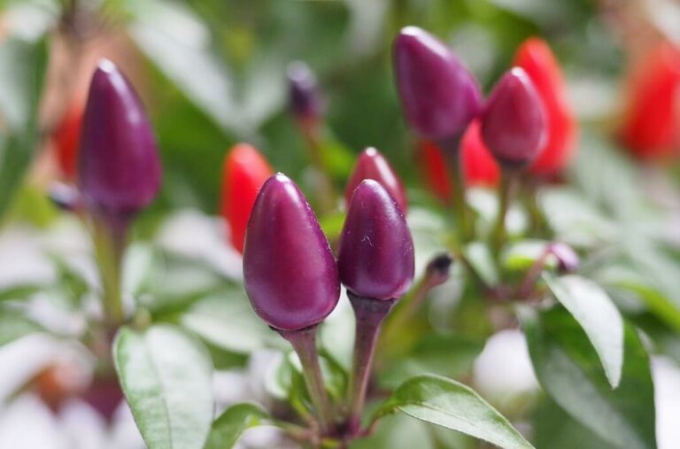 Can You Eat Ornamental Peppers