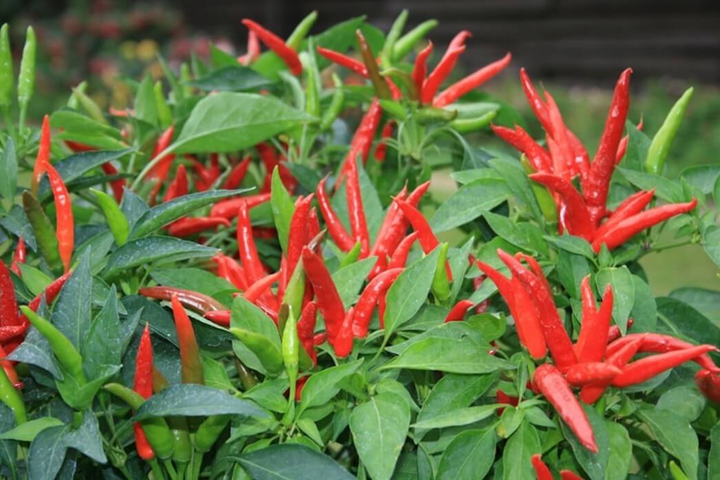 https://pepperscale.com/wp-content/uploads/2015/11/super-chili-pepper_2-e1456720037603.jpeg?utm_source=chatgpt.com