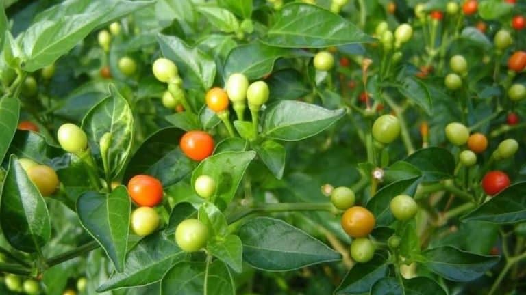 Wiri Wiri Pepper