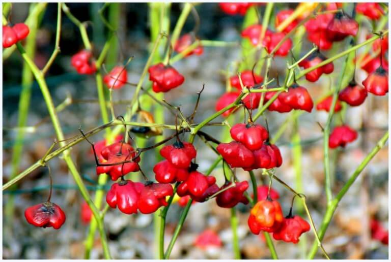 Bishops Crown Pepper
