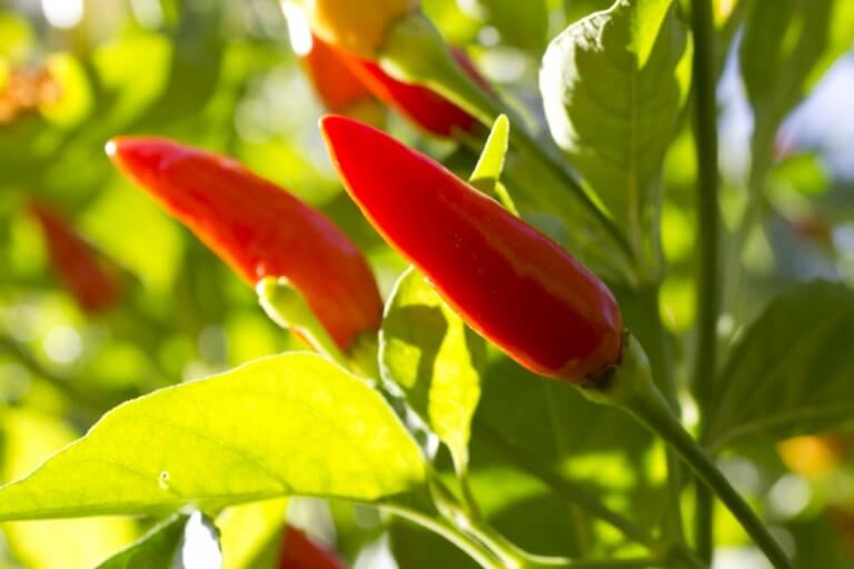 Capsicum Frutescens