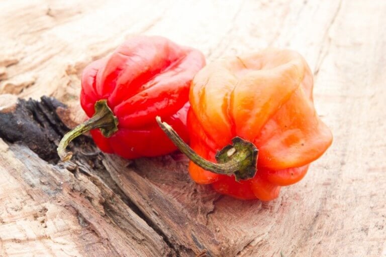 Habanero Pepper