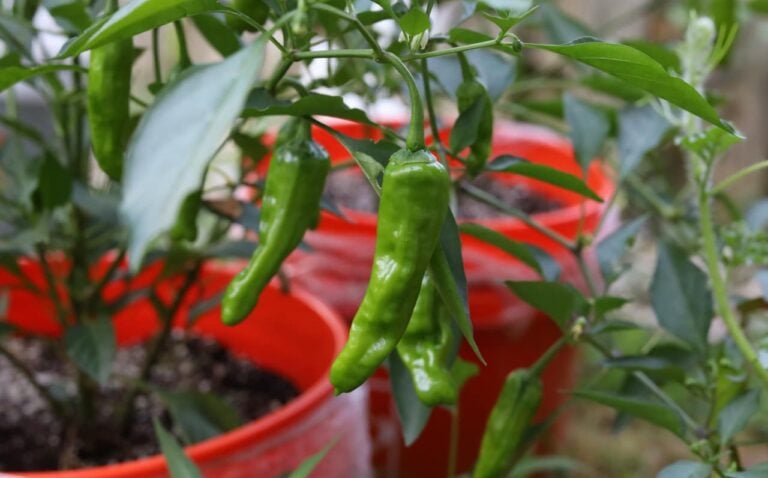 Pepperoncini Vs. Jalapeno