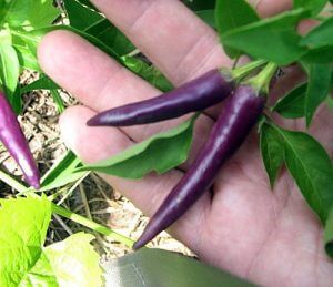 Purple Cayenne Pepper