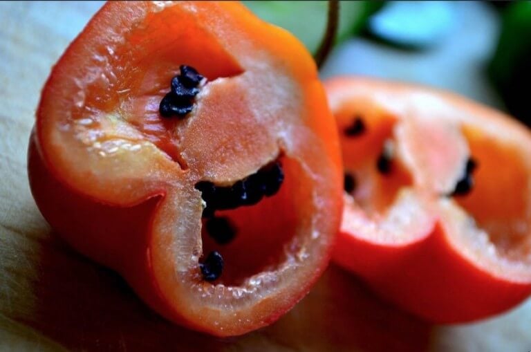 Rocoto pepper