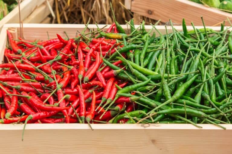 Chili vs Chile