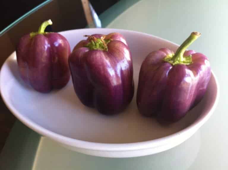 Purple Beauty Pepper
