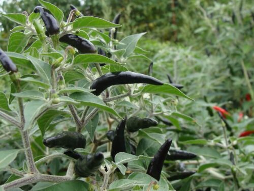 Black Cobra Pepper
