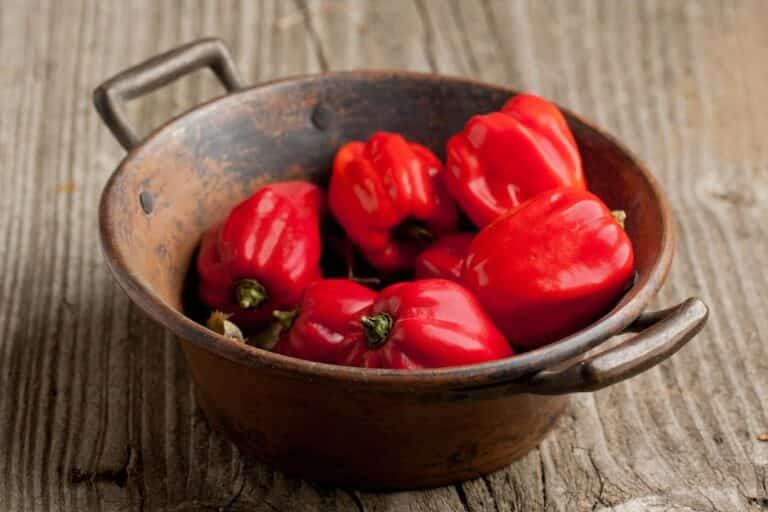 Caribbean Red Habanero