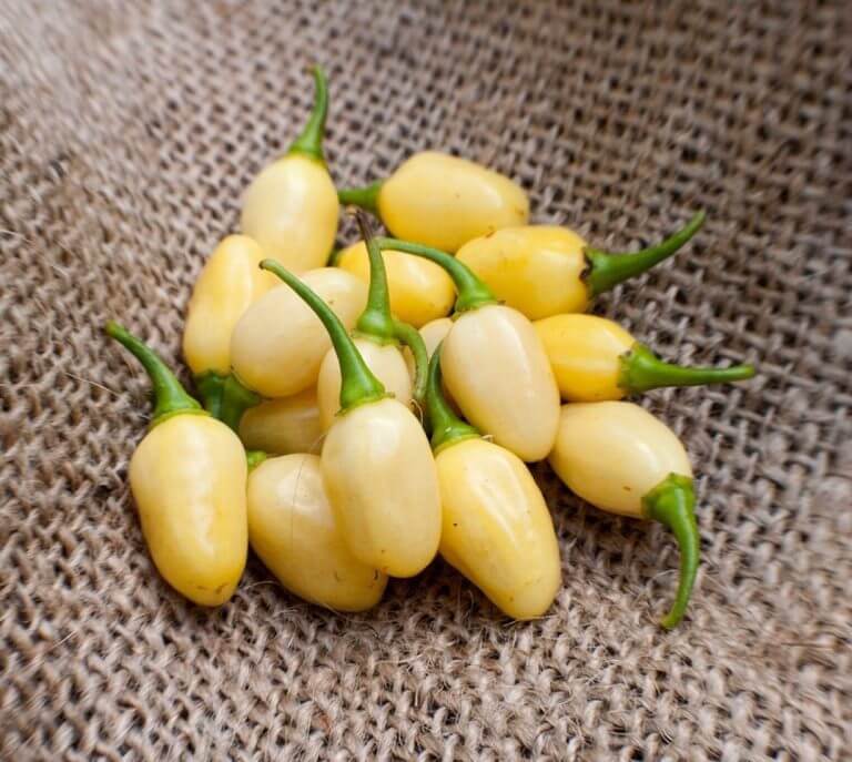 Peruvian White Habanero