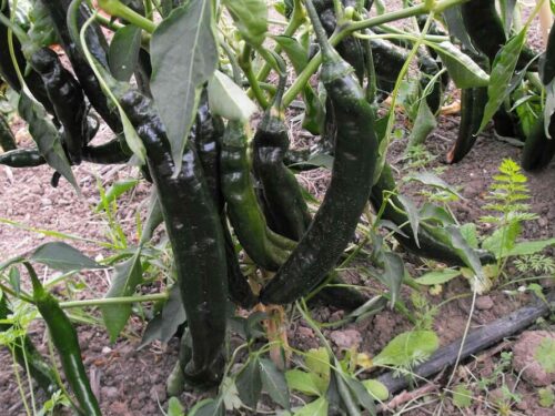 Holy Mole Pepper