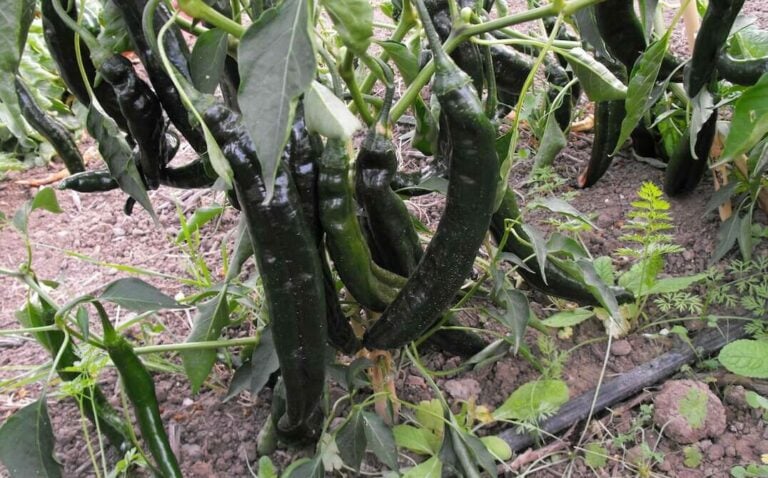 Holy Mole Pepper