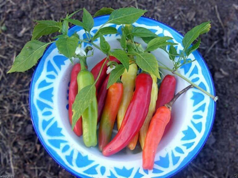 Charleston Hot Pepper