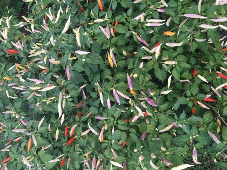 Aji Omnicolor