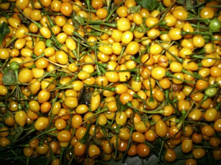 Aji Charapita
