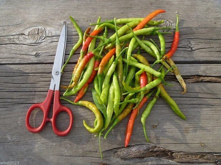 Jwala Pepper