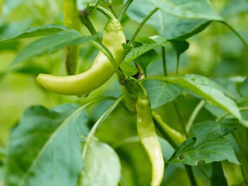 Pepperoncini
