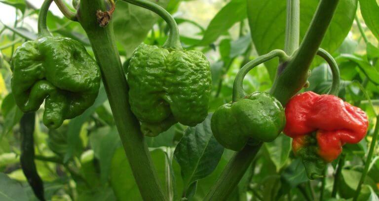 Aji Dulce