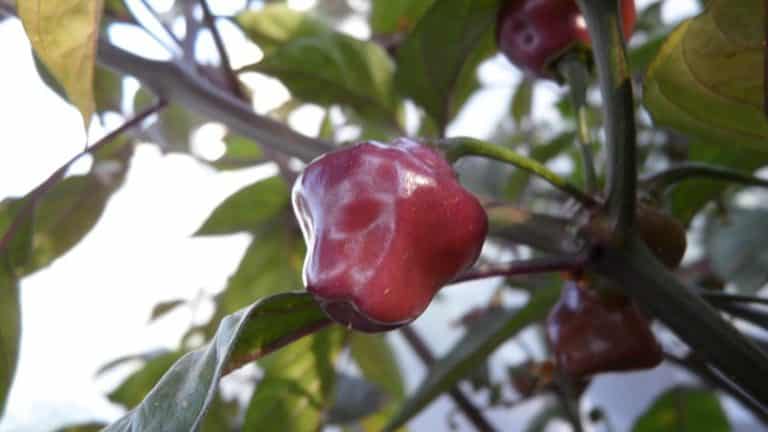 Cheiro Roxa