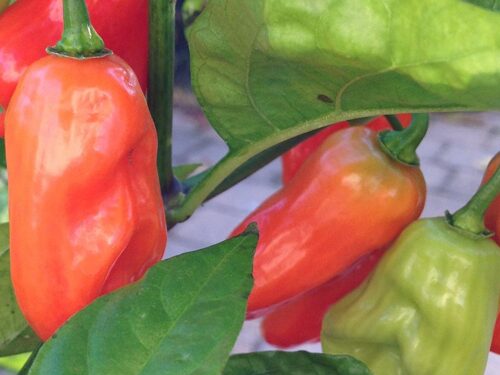 Hinkelhatz Pepper