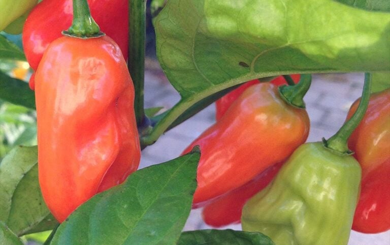 Hinkelhatz Pepper