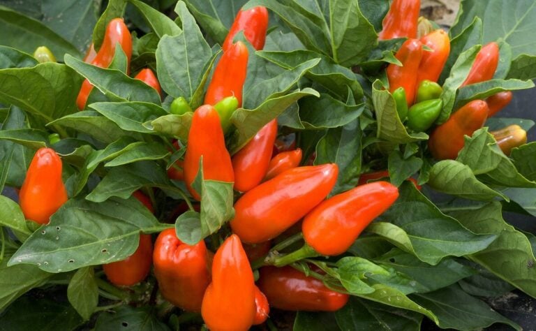 Tangerine Dream Pepper