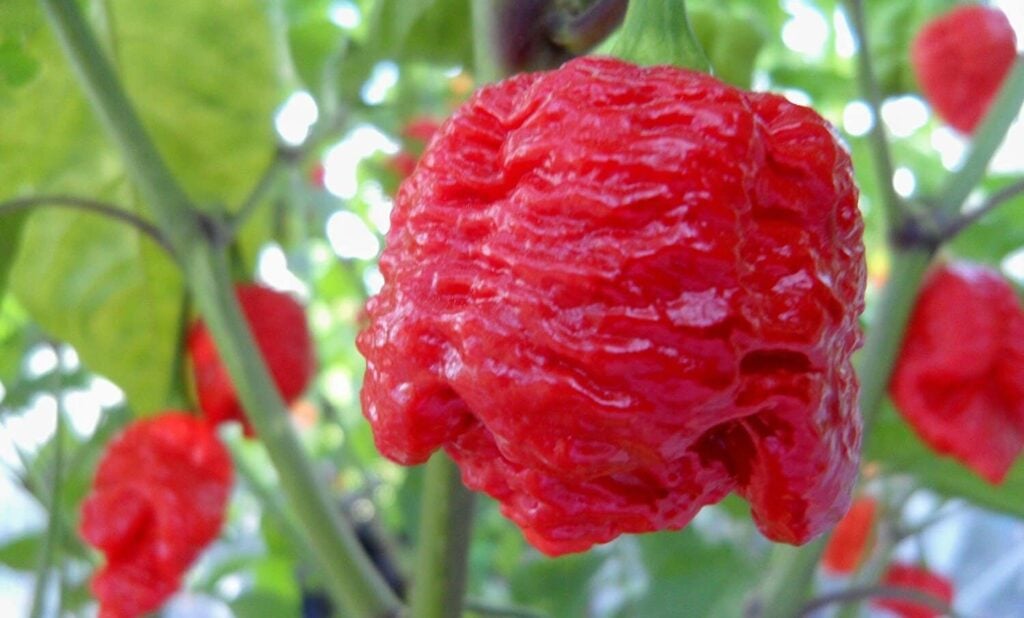 7 Pot Brain Strain