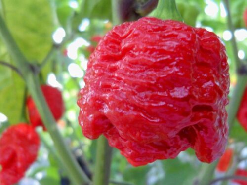 7 Pot Brain Strain